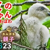 0623【ツミの赤ちゃん白くてほわほわ】ヒヨドリ超近く、オナガ雛、カワセミ親子など【今日撮り野鳥動画まとめ】いきものがたり