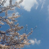バイバイ、桜