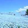 ひたち海浜公園 ネモフィラの丘ツアー【空まで続く青の世界】