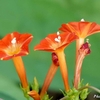 日本　秋の野に咲くオレンジの花 