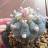 烏羽玉　ピンクの花
