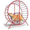 Simple Tips for Hamster Wheel