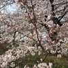 郊外の桜🌸