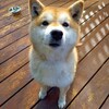 ママ来てー！何事？？衝撃的( ;∀;)柴犬『きなこ』首がハゲてる( ;∀;)