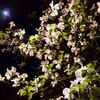 ライトアップで映えるハナミズキ。桜の次のお楽しみは藤かな。