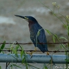 ベリーズ　フェンスの上の Green Heron （グリーン　ヘロン） 