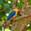 シンガポール　ビダダリパークの鳥たち