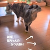 猫に3秒ルールなし⁉