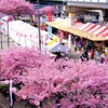 京急　三浦海岸の河津桜　２０１６　その１