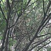 オオタカ、繁殖に成功か（愛知県）