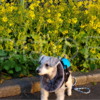 ❝道の駅「下賀茂温泉 湯の花」河津桜のライトアップ＆みなみのさくらと菜の花まつり❞　愛犬とおでかけ-静岡県観光🎵　2024年2月8日④