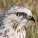 野鳥観察ブログbyななしかく