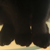 今日の黒猫モモさんの動画－４２