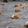 きつね写真