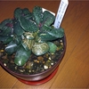 アドロミスクス・クーペリー　Adromischus cooperi