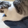 保護猫に会いに行ったらこうなっちゃいました