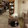  台北の猫カフェ「極簡」の猫 #5