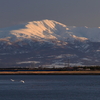 夕映えの月山と最上川と白鳥と