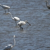 調整池をとおりかかった鳥