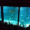 【福岡水族館】マリンワールド海の中道のイルカショーとレストランが一味違う！