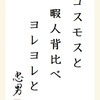 コスモスと暇人背比べヨレヨレと