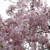 桜の開花と寒の戻り