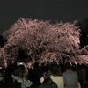 六義園/しだれ桜と大名庭園のライトアップ