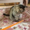 おもちゃをすぐ壊す猫にはヒモ付きの棒を手作り！誤飲には注意しよう