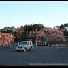 安国寺・しだれ桜・・