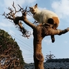 猫の木登り