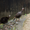 シチメンチョウ Meleagris gallopavo