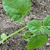 オレンジチェリー植える