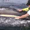 Gray Whale Baleen - San Ignacio Lagoon