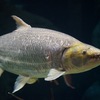 ゴライアスタイガーフィッシュ Hydrocynus goliath