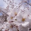 桜の開花予想が発表されましたね。