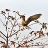 鳥見休みの番外編   ” チョウゲンボウ ”