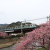 河津桜　満開　でも雨で寒かった･･･