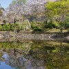 桜のはしご ①　鹿の子池　　( 編集中 )