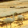 配達の風景・・国の天然記念物オジロワシも居た、白鳥の湖いや？沼？白鳥の畑？＆キタキツネ。