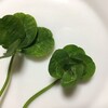 四つ葉クローバーと五つ葉クローバー　2020＿04＿28