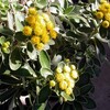 11月の花