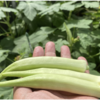 夏野菜　オクラ 31【玄関で収穫】