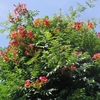 Campsis radicans　アメリカノウゼンカズラ