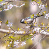 次々と夏鳥たちが登場……　＂オオルリ＂＂キビタキ＂＂センダイムシクイ＂ほか　　野鳥撮影《第342回》