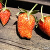 2017いちご収穫数などのまとめ、まだら模様の苺は味がしない、萎びた苺は甘い？