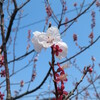 健軍松尾神社の桜