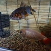 それぞれの金魚に合わないエサがある