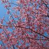 子どもの日の中軽井沢