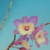 Dendrobium aphyllum`Highlands' SM/JOGA  