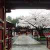 雨の中の桜